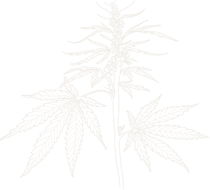 Leef Root Img 2
